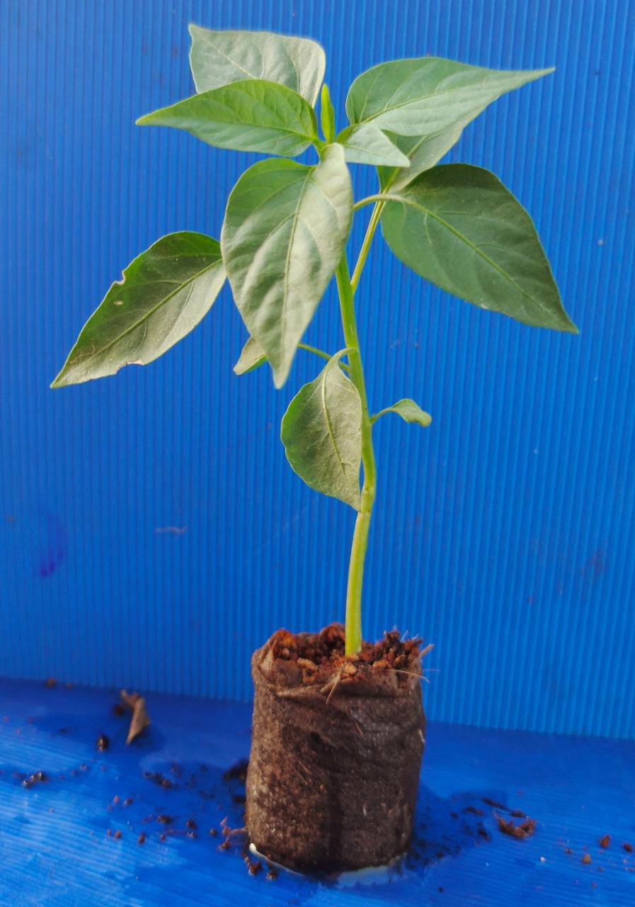 COCO Growbags