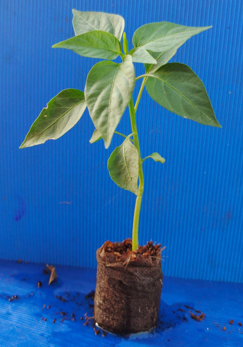 COCO Growbags